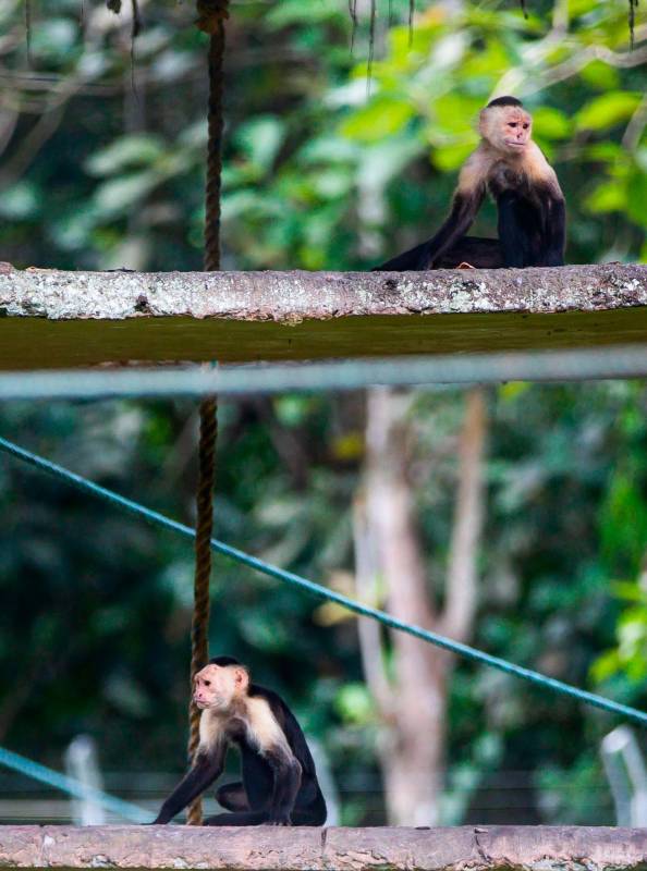 Uno de los grupos más especial y divertido que se puede disfrutar en Amazon Safari, es la colección mixta de primates. Foto: Esneyder Gutiérrez