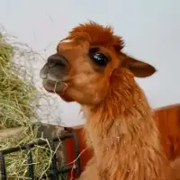 ¡Recuperada! Ámbar, la llama rescatada en Rionegro, Antioquia, será adoptada