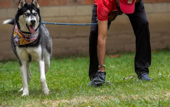 Siempre hay que recoger las de los perros y botarlas adecuadamente. Las de los gatos botar la arena en doble bolsa para que no se desfonde. FOTO Camilo Suárez