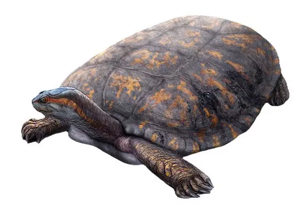 Reconstrucción paleoartística de Shakiremys colombiana. FOTO cortesía Juan Giraldo