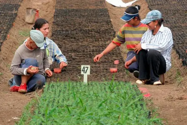 Los empleos verdes permiten a los profesionales aportar soluciones reales a los desafíos ambientales desde diferentes sectores económicos. FOTO: EL COLOMBIANO