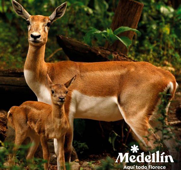 Parque de la Conservación. Especies encuentran una segunda oportunidad.