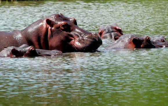 En esta etapa lograron ser esterilizados 24 hipopótamos, que se suman a 11 que ya habían sido intervenido quirúrgicamente. FOTO Jaime Pérez.