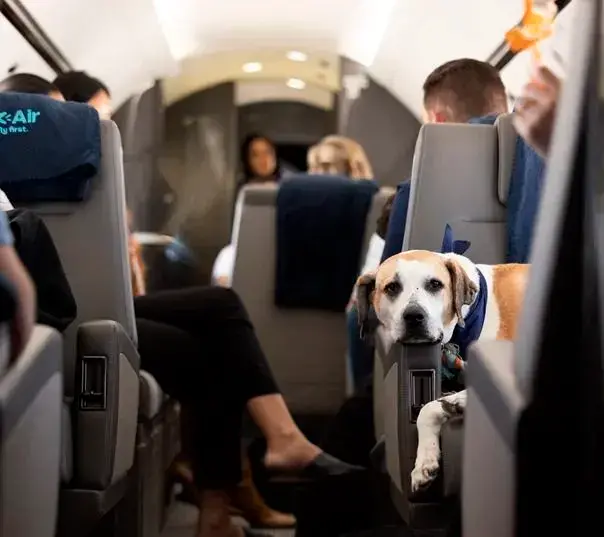 En Bark Air, los perros disfrutan de una experiencia de vuelo pensada exclusivamente para su bienestar: sin jaulas, con juegos, comida gourmet y atención personalizada. FOTOS cortesía Bark Air