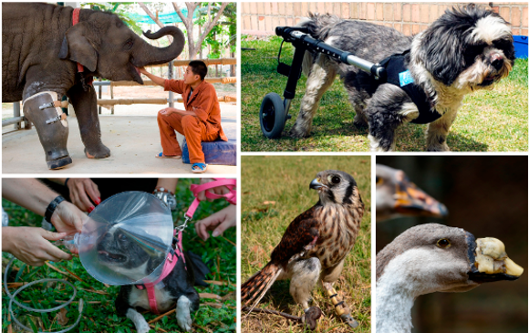 Mosha la elefante perdió su pierna en Tailandia cuando era pequeña y solo pesaba 600 kilos. Ahora pesa más de dos toneladas y su prótesis debe ser ajustada cada cierto tiempo. FOTOS Getty Images, Manuel Saldarriaga y Benemérita Universidad Autónoma de Puebla