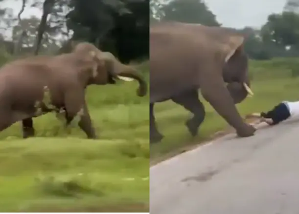 Los hechos quedaron grabados video donde se puede apreciar el accidente con el elefante. Imagen: captura de video.