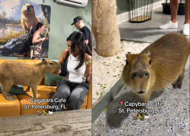 El café cuenta actualmente con 12 capibaras, todos provenientes de rescates o entregados por zoológicos. Foto: rede sociales.