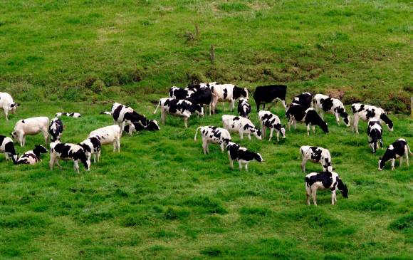 La orina de las vacas es rica en nitrógeno Foto: Jaime Pérez Múnevar