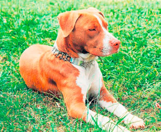 Un menor de cinco años murió tras sufrir fuertes mordeduras de cuatro perros pitbull sin bozal. Foto de referencia: Colprensa