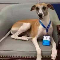 ¡Es un perro! Cope es defendido por comparación con Dayana Jaimes