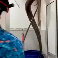 ¡Qué susto! Enorme pitón fue capturada en el techo de una casa