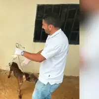 Rescataron a 10 perritos que vivían en condiciones de maltrato en Medellín