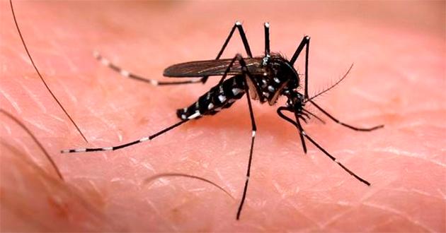 El dengue no se transmite de humano a humano. La propagación sucede a través de la picadura de mosquitos Aedes infectados. FOTO ARCHIVO.