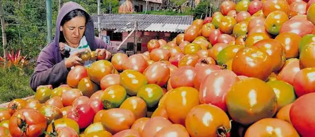 El trabajo por horas es una modalidad que se usa en el agro colombiano.