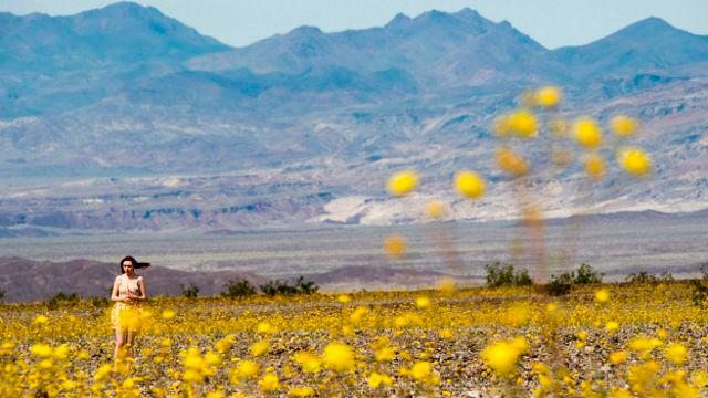 Las intensas lluvias que han caído este año en este lugar, por el efecto del cambio climático, lo han convertido en un jardín de mil colores. Foto AFP