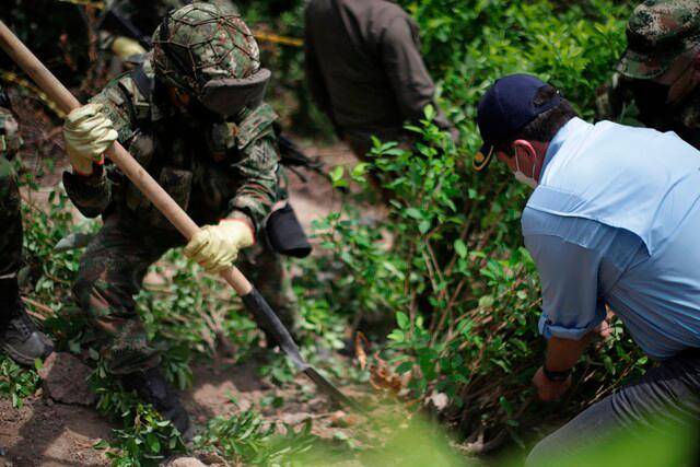 Estados Unidos asegura que Colombia sigue siendo un aliado para reducir y reemplazar el cultivo de coca y la producción de cocaína. FOTO: COLPRENSA