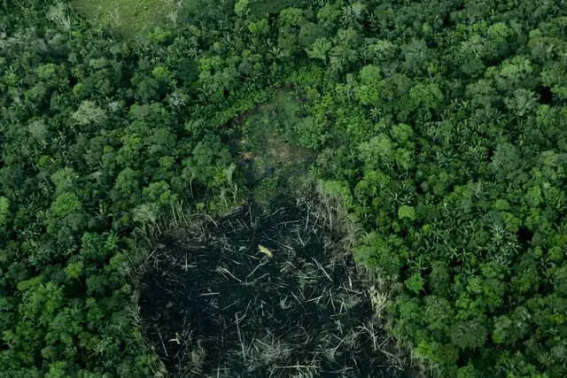 La selva amazónica, junto con las capas de hielo polares y las corrientes oceánicas, enfrenta una grave desestabilización por el calentamiento global y la deforestación. FOTO: Colprensa.