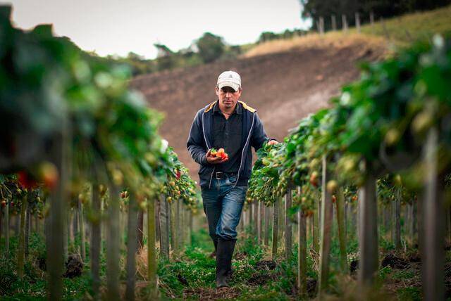Los mayores beneficiarios serán los pequeños productores del país. Foto: Colprensa. 