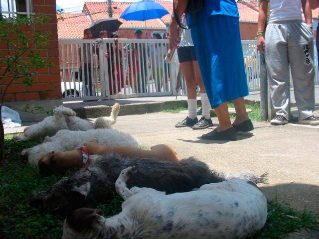 El envenenamiento de mascotas es un acto de intolerancia que se repite en muchos lugares de Antioquia. En Rionegro han ocurrido varios en los últimos meses. FOTO: ARCHIVO
