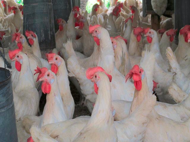 Colombia logró su primera exportación de pollo a Japón. FOTO: Colprensa