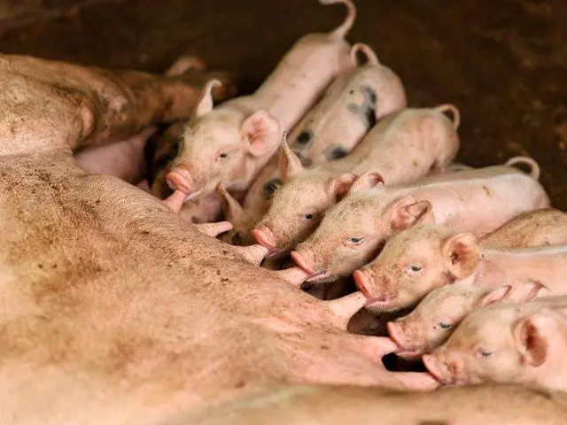 El ICA intenta blindar a Colombia prohibiendo el ingreso de productos derivados del cerdo de España. FOTO suministrada por el ICA