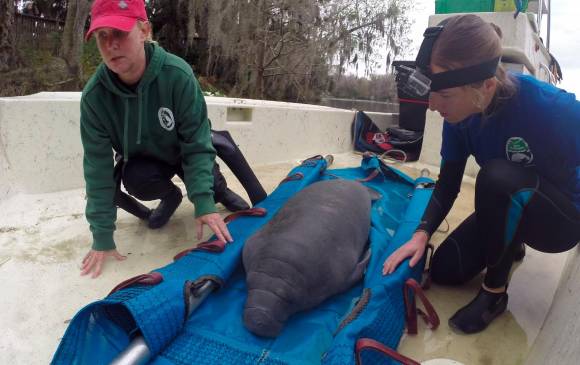 Son cientos de manatíes los que están muriendo mes a mes en La Florida (Estados Unidos) principalmente por degradación de su hábitat, que ha ocasionado la carencia de pastos para alimentarse. FOTO AGENCIA EFE