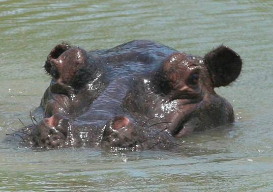 El hipopótamo es un mamífero acuático, fundamentalmente herbívoro que habita en el África subsahariana y en Puerto Triunfo. Foto: Camilo Suárez