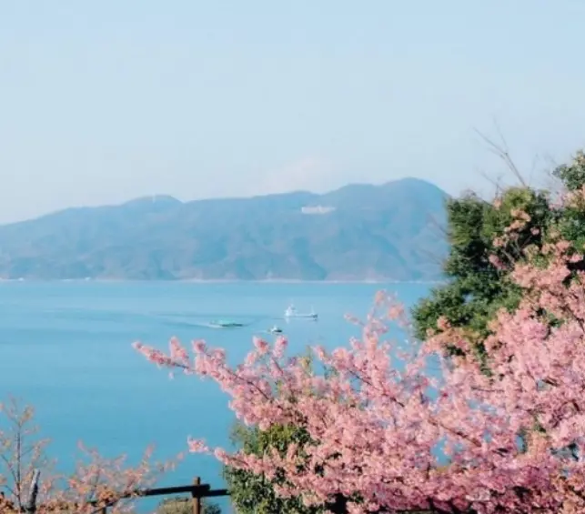Cerezos en flor en el Parque Histórico Shiroyama, Prefectura de Yamaguchi. Foto: tomada de redes sociales Japan Endless Discovery / @kaji_nori06 @potadayo