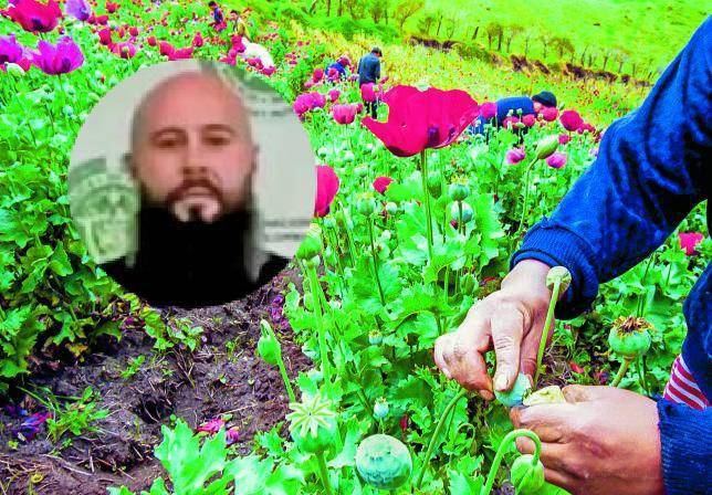 Un cultivo de la flor de amapola, de la cual se produce la morfina para fabricar la heroína; apenas da dos cosechas anuales, mientras que la coca puede dar seis, de acuerdo con las autoridades. <b> </b>FOTO<b> Juan Antonio Sánchez</b>