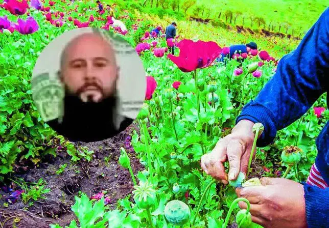 Un cultivo de la flor de amapola, de la cual se produce la morfina para fabricar la heroína; apenas da dos cosechas anuales, mientras que la coca puede dar seis, de acuerdo con las autoridades. FOTO Juan Antonio Sánchez