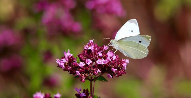 La mariposa blanca verdinervada fue la especie utilizada como modelo para estudiar los impactos del cambio climático en los insectos. FOTO Pixabay