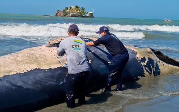 Esta tarde, un equipo técnico tomó muestras de la ballena para determinar las causas del deceso. FOTO CORTESÍA MINISTERIO DEL MEDIO AMBIENTE 