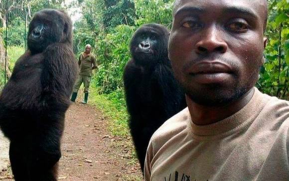 Esta fue la selfie que le dio la vuelta al mundo, en la que se ve a la gorila posando con su cuidador. FOTO Cortesía