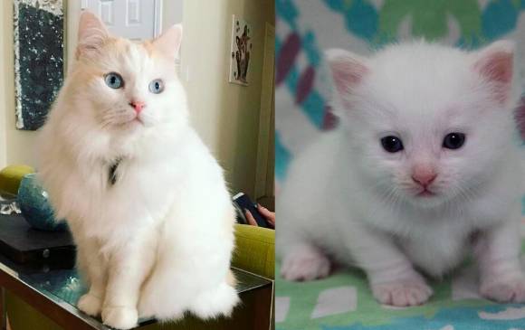 Clonación de mascotas, ¿el nuevo negocio que están impulsando los influenciadores en el mundo?