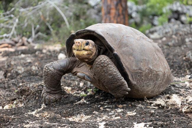 Isabela tiene 50 años. Se espera que viva 200. <b>Foto: Academia de Ciencias de California y Galapagos Conservancy</b>