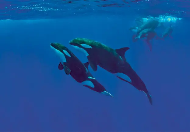 Orcas residentes