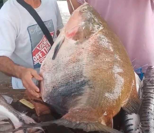 La cachama pesó exactamente 52 libras y hacía décadas no pescaban una de un tamaño tan grande. IMAGEN TOMADA DE VIDEO.
