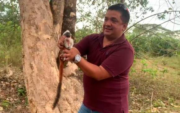 Polémico: un ingeniero de Barbosa compra dos monos tití para luego liberarlos