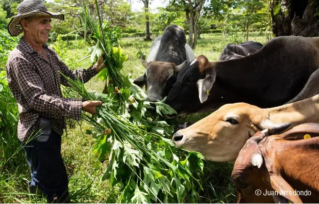 Prácticas productivas regenerativas aplicadas en sistemas agropecuarios como estrategia para recuperar suelos y mejorar la rentabilidad. FOTO Juan Arredondo/cortesía