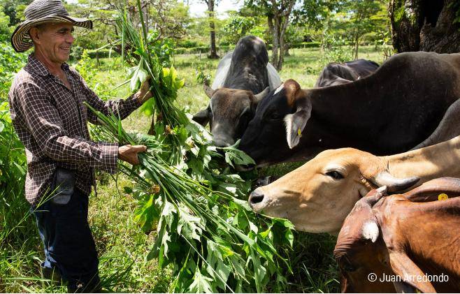Prácticas productivas regenerativas aplicadas en sistemas agropecuarios como estrategia para recuperar suelos y mejorar la rentabilidad. FOTO Juan Arredondo/cortesía