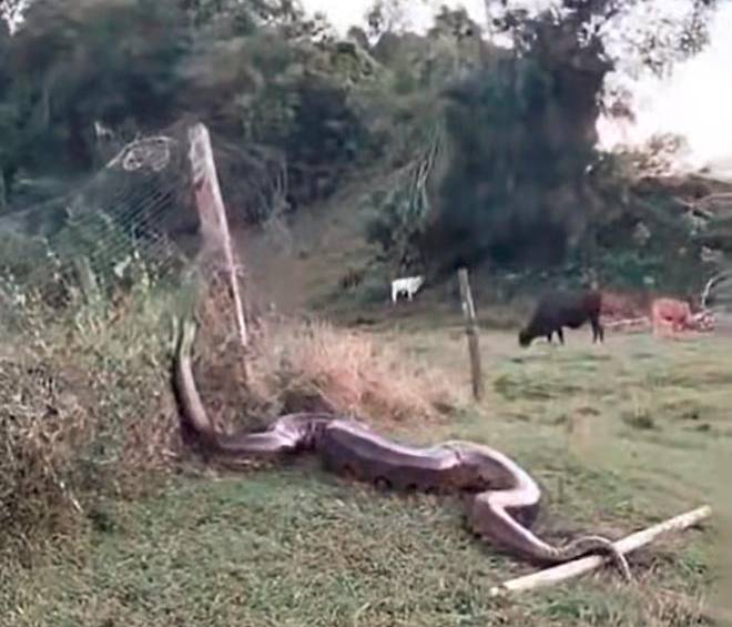 La anacona de unos seis metros no ha atacado ganado, pero se nueve peligrosamente cerca de habitantes de una vereda en Puerto Nare. FOTO: CORTESÍA