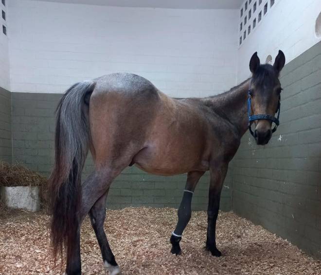 Valentino ahora pesa 184 kilos y en los próximos días podría reencontrarse con Jhony Rivera. FOTO CORTESÍA 