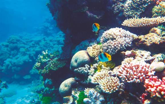 La Gran Barrera de Coral, en Australia, tiene 2.300 kilómetros y fue declarada Patrimonio Mundial por la Unesco en1981. FOTO cortesía