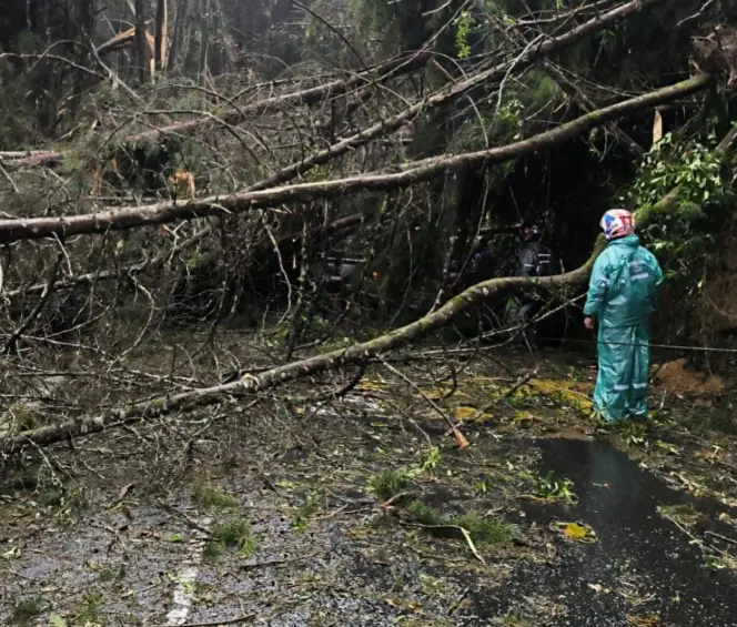 Por la caída de varios árboles de gran tamaño y postes de redes eléctricas, la Loma El Escobero está cerrada desde el aguacero del jueves. Foto: cortesía.