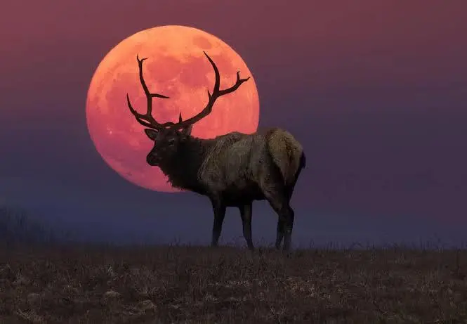 Todo lo que hay que saber sobre la Luna del Ciervo: fecha, hora y cómo verla desde Colombia