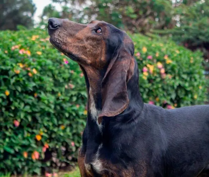 Un sabueso fino colombiano de color oscuro. FOTO Cortesía Asociación Club Canino Colombiano.