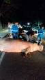 Así quedó el hipopótamo en la mitad de la vía después de que el vehículo se chocara con él. FOTO: Cortesía.