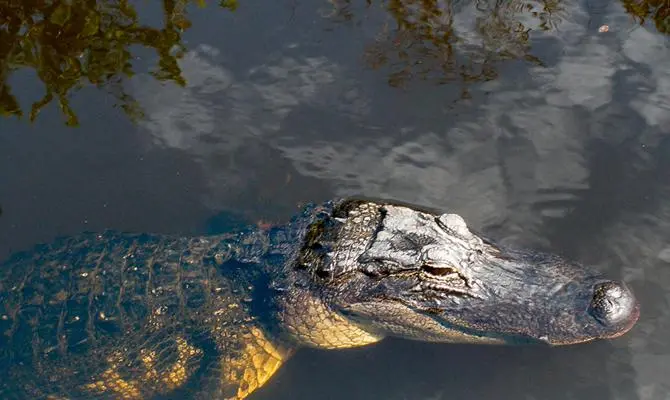 Gator Park. FOTO Cortesía