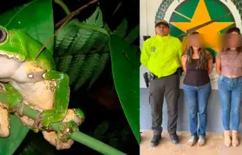 “Kambo”: la red que torturaba ranas para vender veneno como medicina