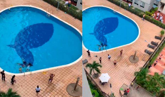 La comunidad temía ser alcanzada por la corriente eléctrica mientras intentaba auxiliar a los dos niños y los dos adultos que estaban en la pisicina en Neiva, Huila. FOTO: CAPTURA DE VIDEO